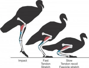 emotional shock absorber